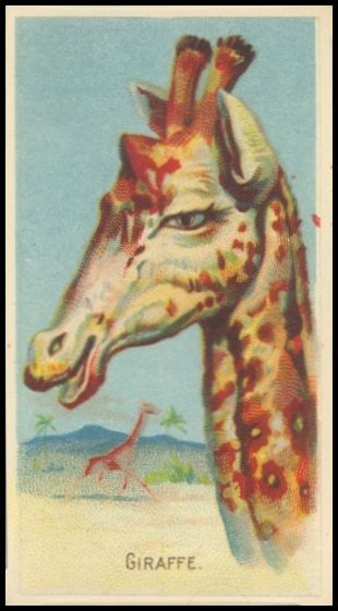 D8 Giraffe.jpg